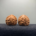 Dragon Prince Wenwan Walnut · 35mm · Natural · Select Ritual