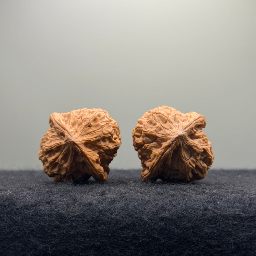 Dragon Prince Wenwan Walnut · 35mm · Natural · Select Ritual