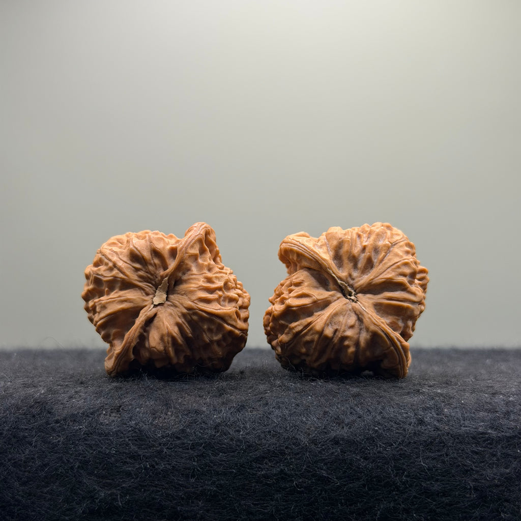 Dragon Prince Wenwan Walnut · 35mm · Natural · Select Ritual