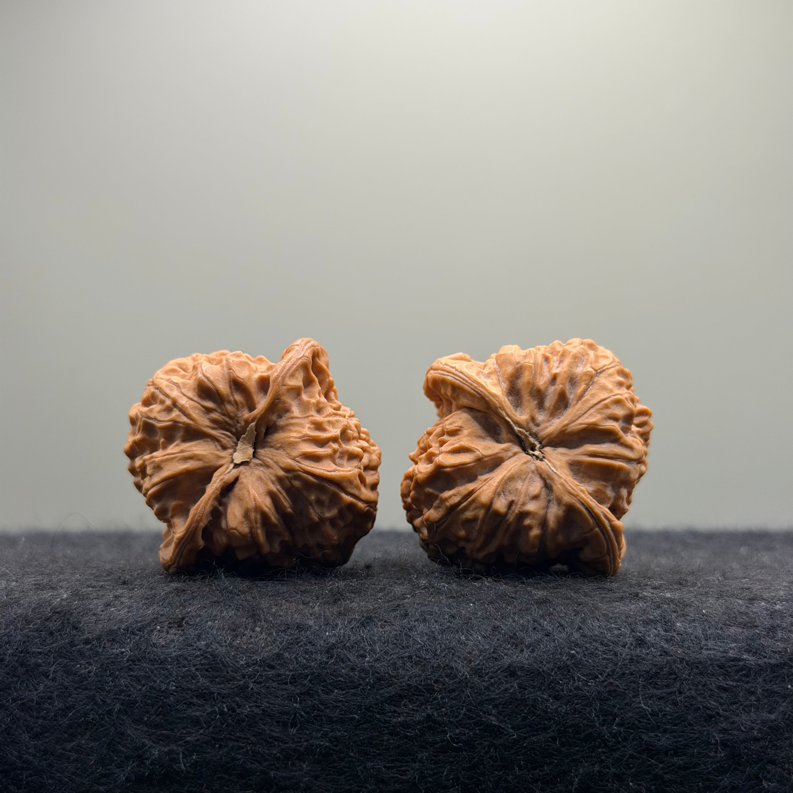 Dragon Prince Wenwan Walnut · 35mm · Natural · Select Ritual