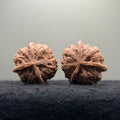 Four-Rib Wenwan Walnut · 36mm · Natural · Entry Ritual