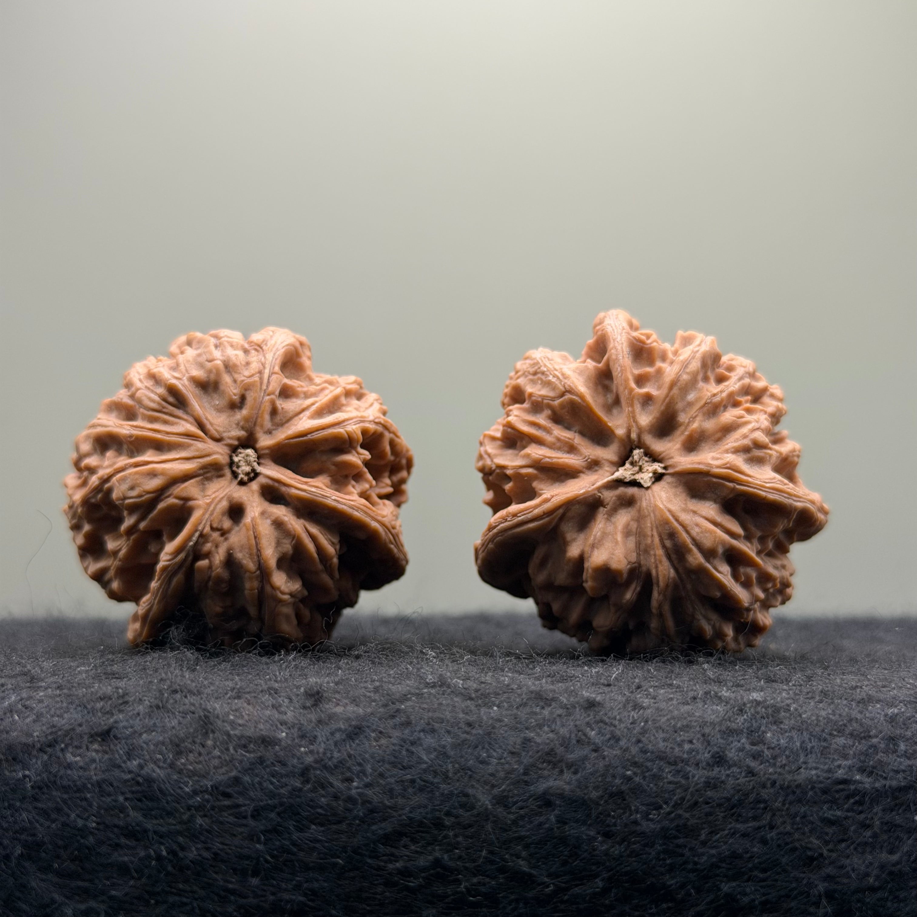 Four-Rib Wenwan Walnut · 36mm · Natural · Entry Ritual