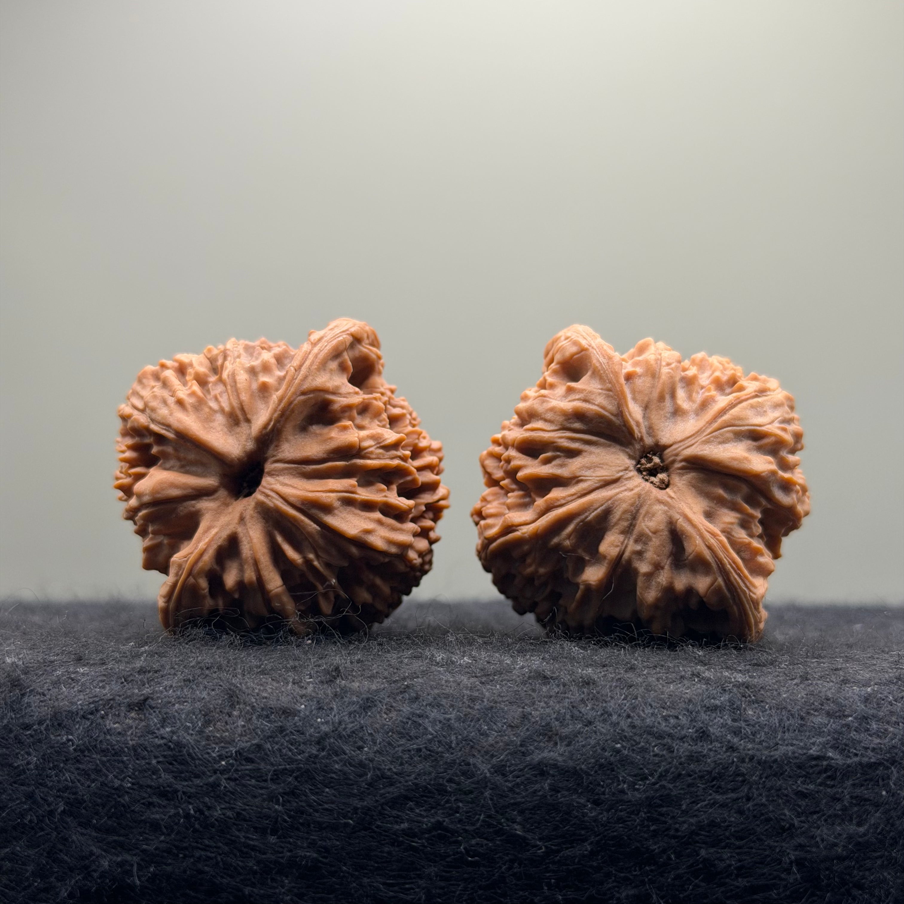 Red Lion Head Wenwan Walnut · 41mm · Natural · Premium Ritual