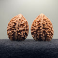Fortune Rat Wenwan Walnut · 53mm · Natural· Premium Ritual