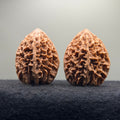 Fortune Rat Wenwan Walnut · 56mm · Natural · Premium Ritual