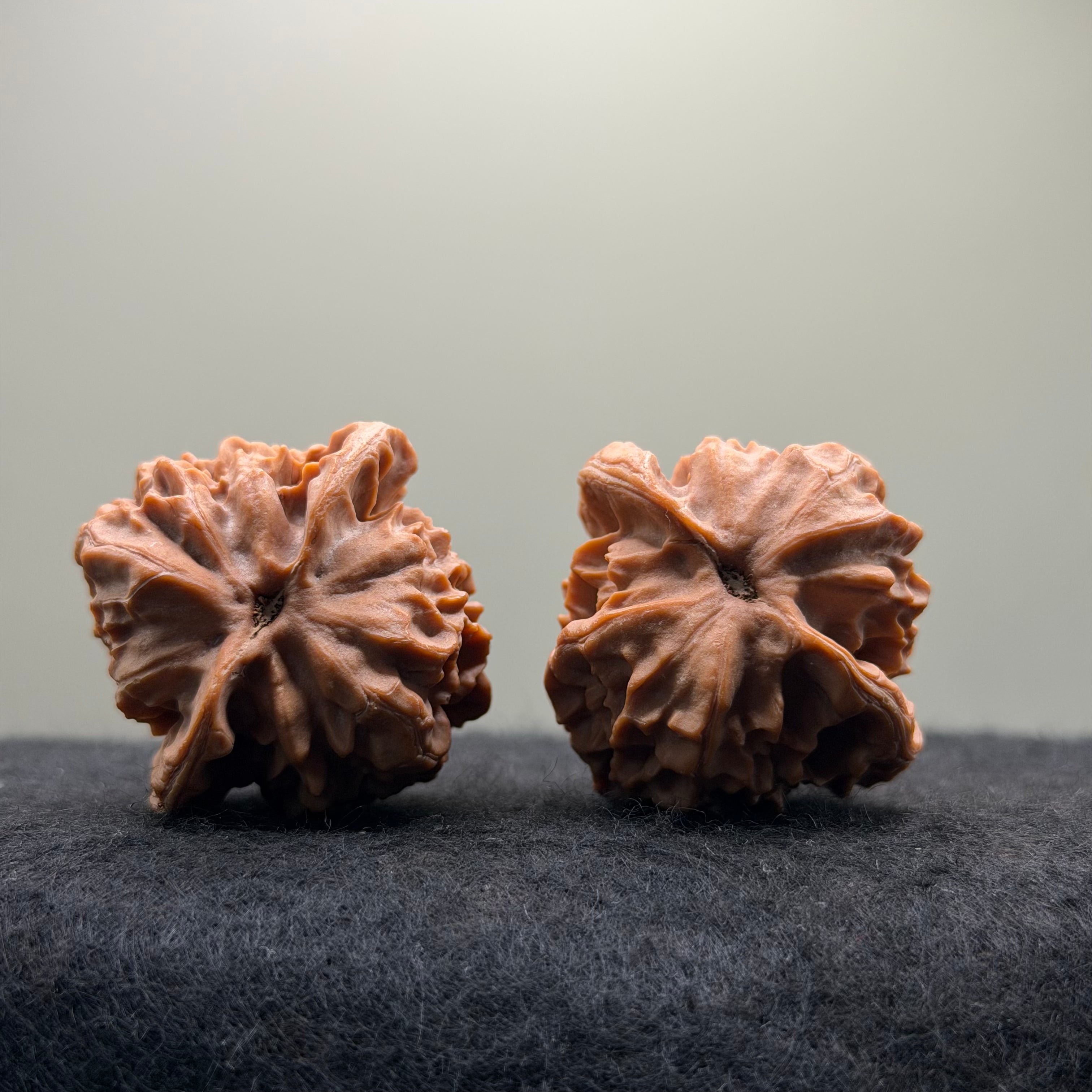 Dragon Scale Wenwan Walnut · 39mm · Natural · Collector Ritual