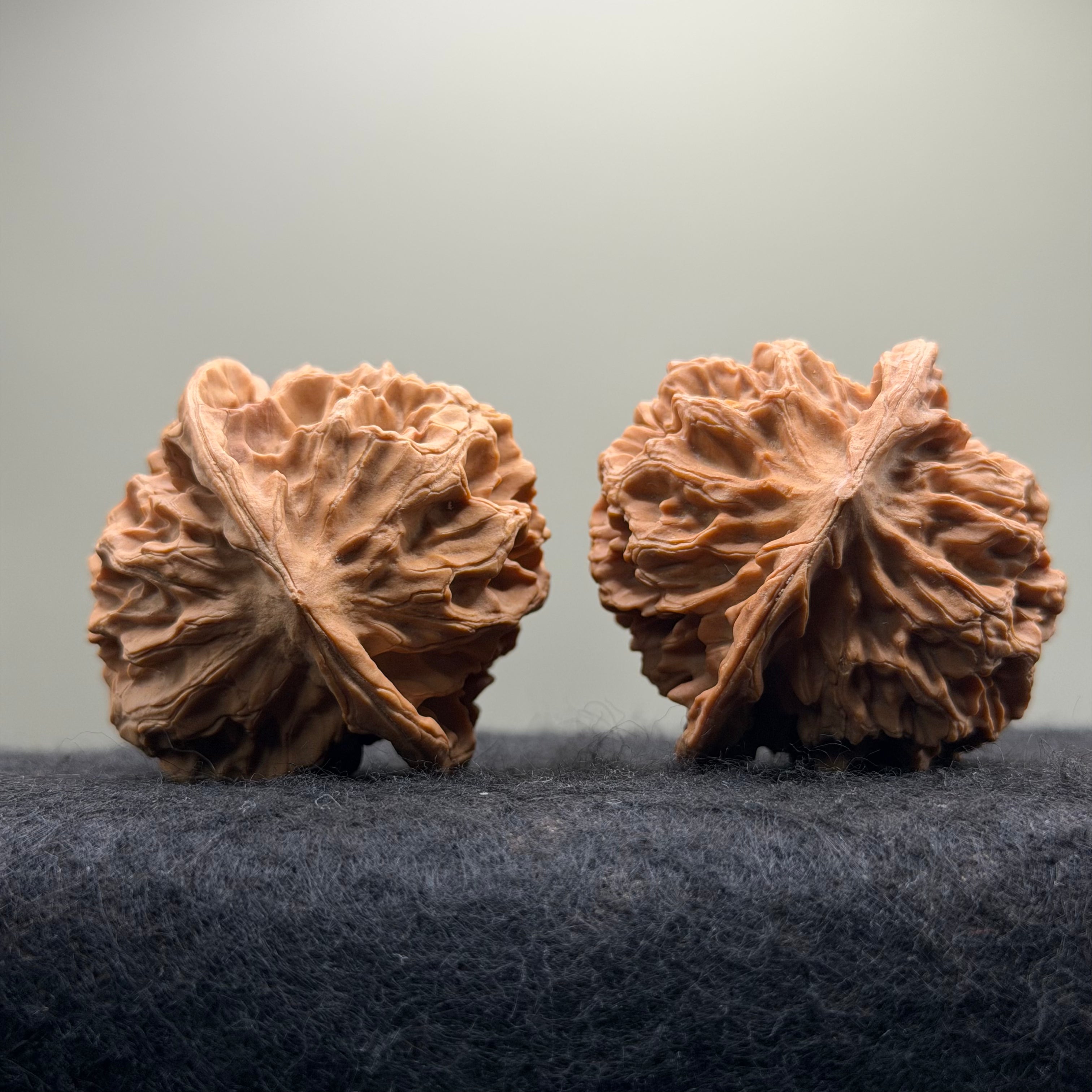 Emperor Wenwan Walnut  · 46mm · Select Ritual