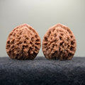 Wheat Ear Tiger Head Wenwan Walnut · 40mm · Select Ritual