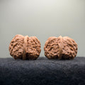 Toad Head Wenwan Walnut · 39mm · Entry Ritual
