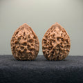 Saber-Tooth Tiger Wenwan Walnut · 48mm · Natural · Collector Ritual