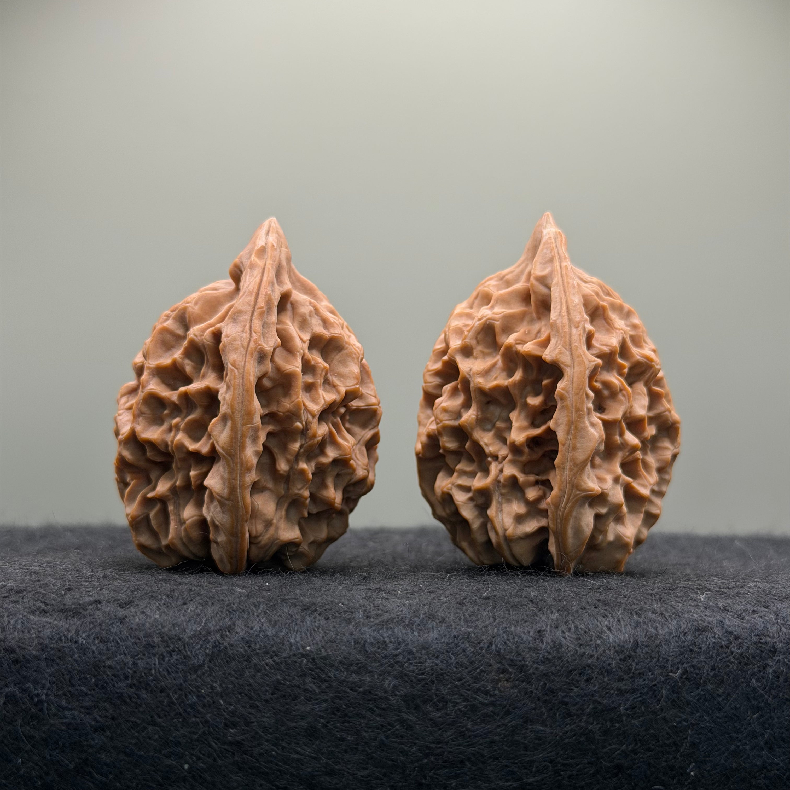 Saber-Tooth Tiger Wenwan Walnut · 48mm · Natural · Collector Ritual