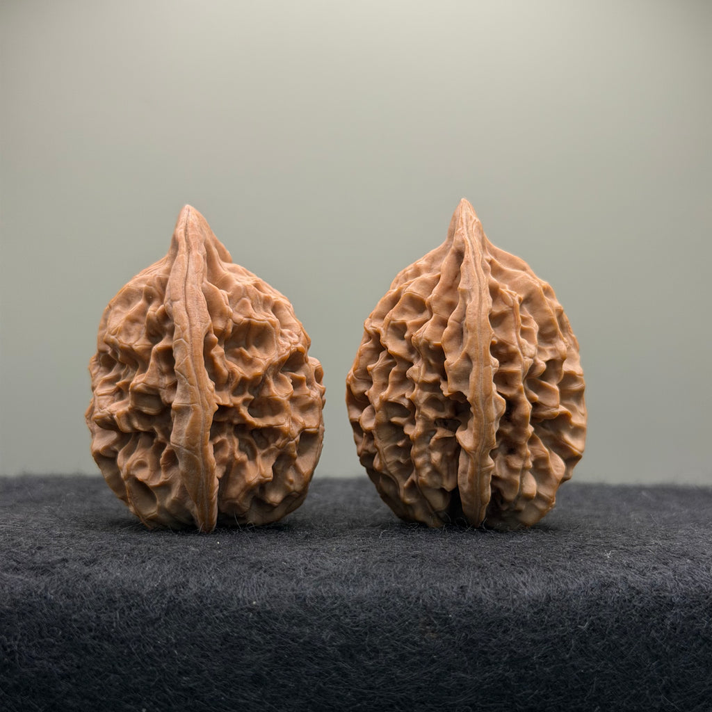 Saber-Tooth Tiger Wenwan Walnut · 48mm · Natural · Collector Ritual