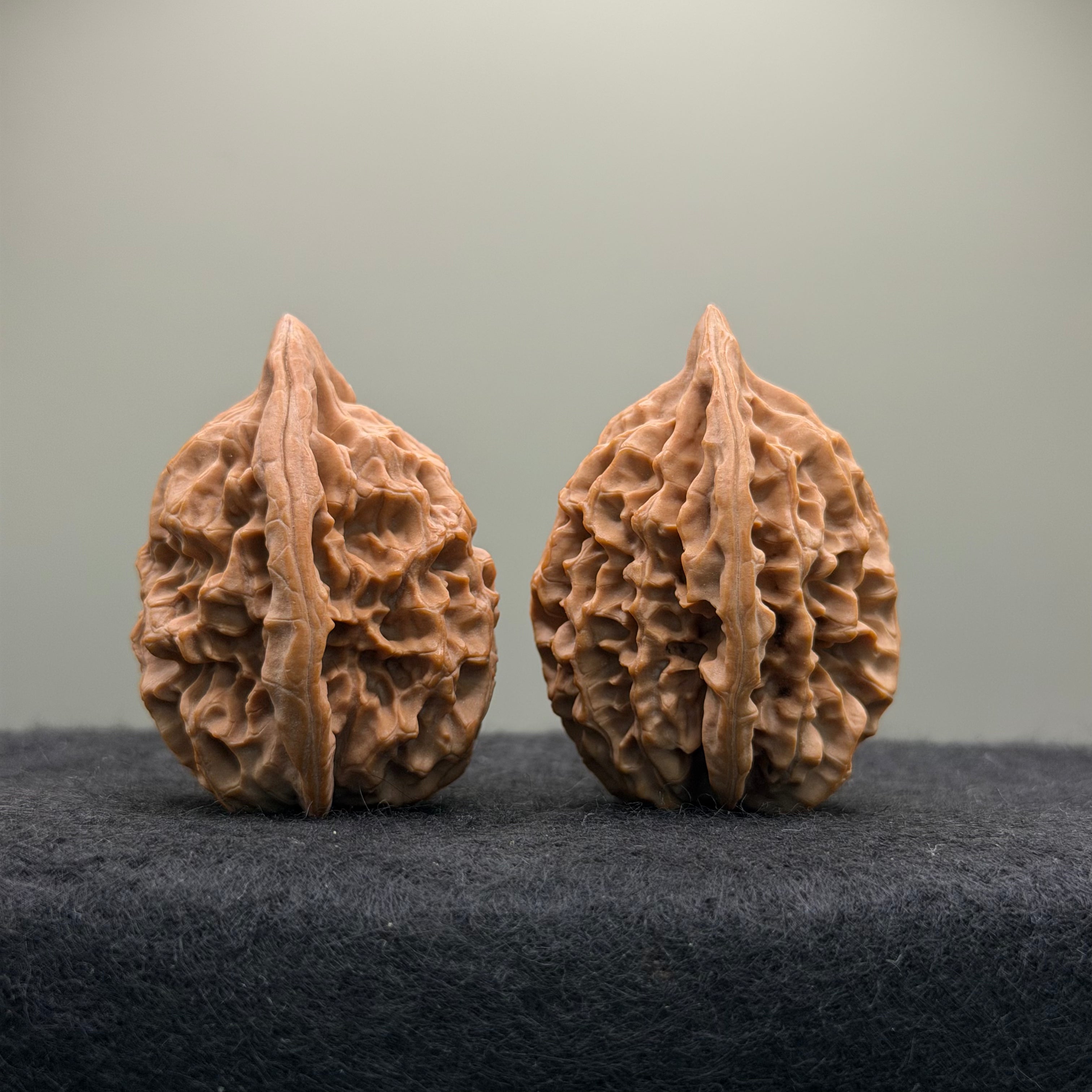 Saber-Tooth Tiger Wenwan Walnut · 48mm · Natural · Collector Ritual
