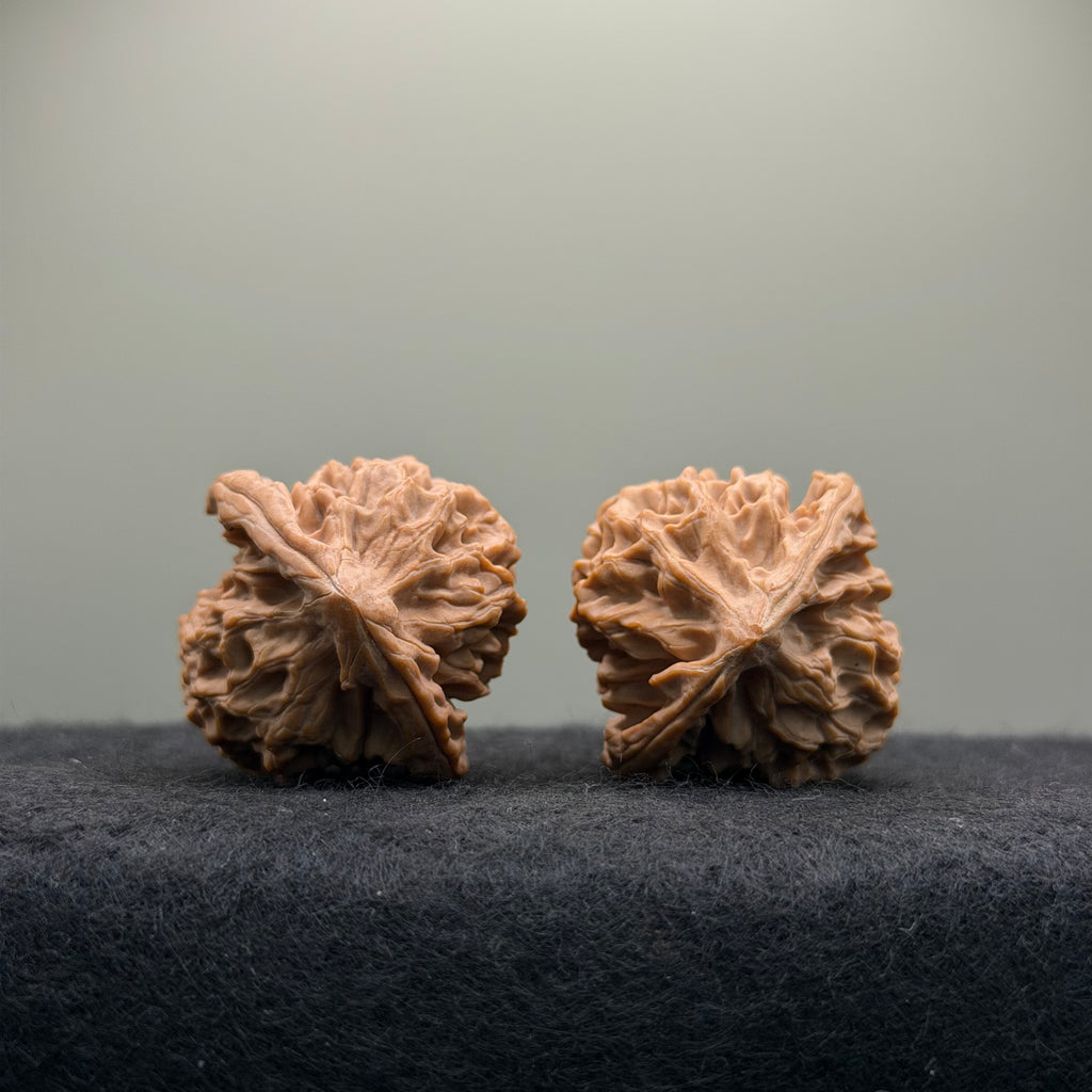 Saber-Tooth Tiger Wenwan Walnut · 48mm · Natural · Collector Ritual