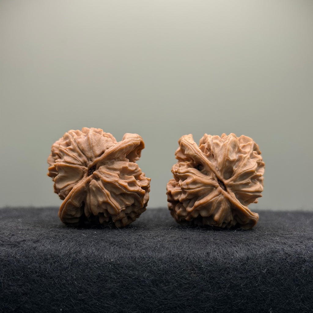 Saber-Tooth Tiger Wenwan Walnut · 48mm · Natural · Collector Ritual