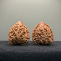 Golden Bull Wenwan Walnut · 38mm · Natural · Entry Ritual