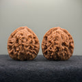 Wheat Ear Tiger Head Wenwan Walnut · 41mm · Natural · Entry Ritual