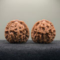 Wheat Ear Tiger Head Wenwan Walnut  · 41mm · Natural · Entry Ritual