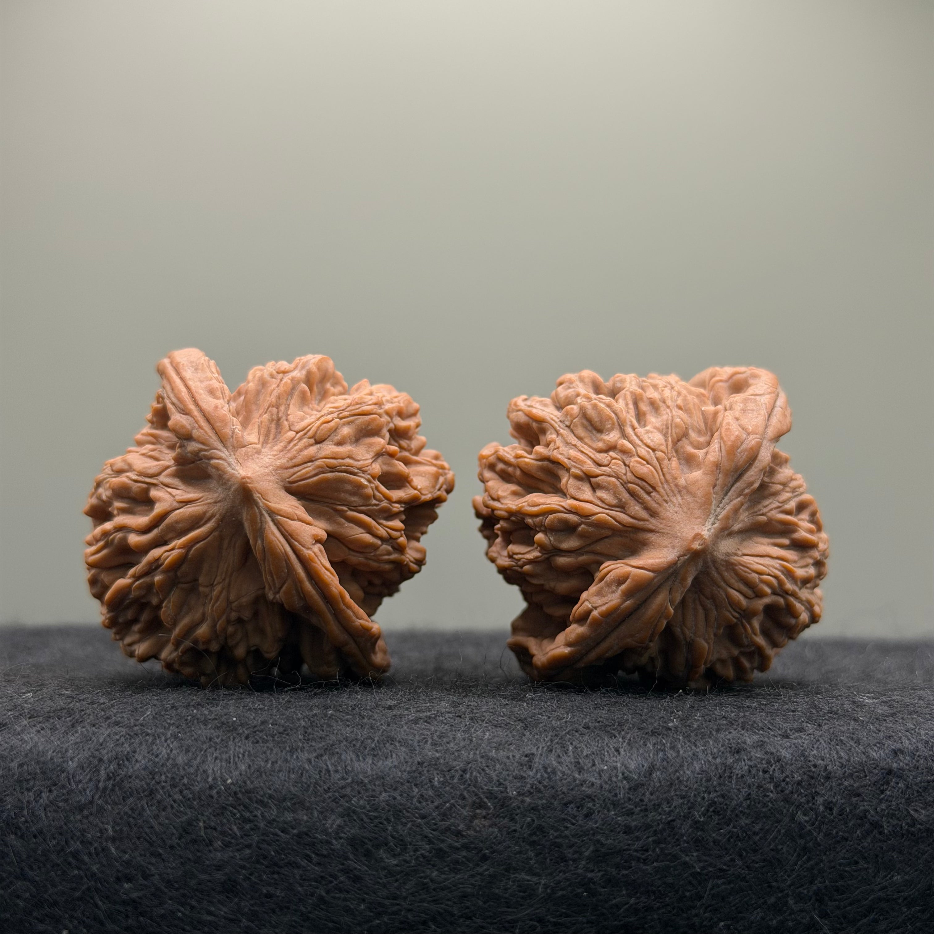 Wheat Ear Tiger Head Wenwan Walnut  · 41mm · Natural · Entry Ritual