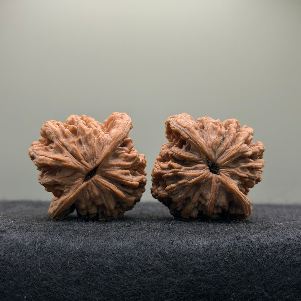 Wheat Ear Tiger Head Wenwan Walnut  · 41mm · Natural · Entry Ritual