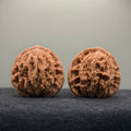 Wheat Ear Tiger Head Wenwan Walnut · 41mm · Natural · Entry Ritual