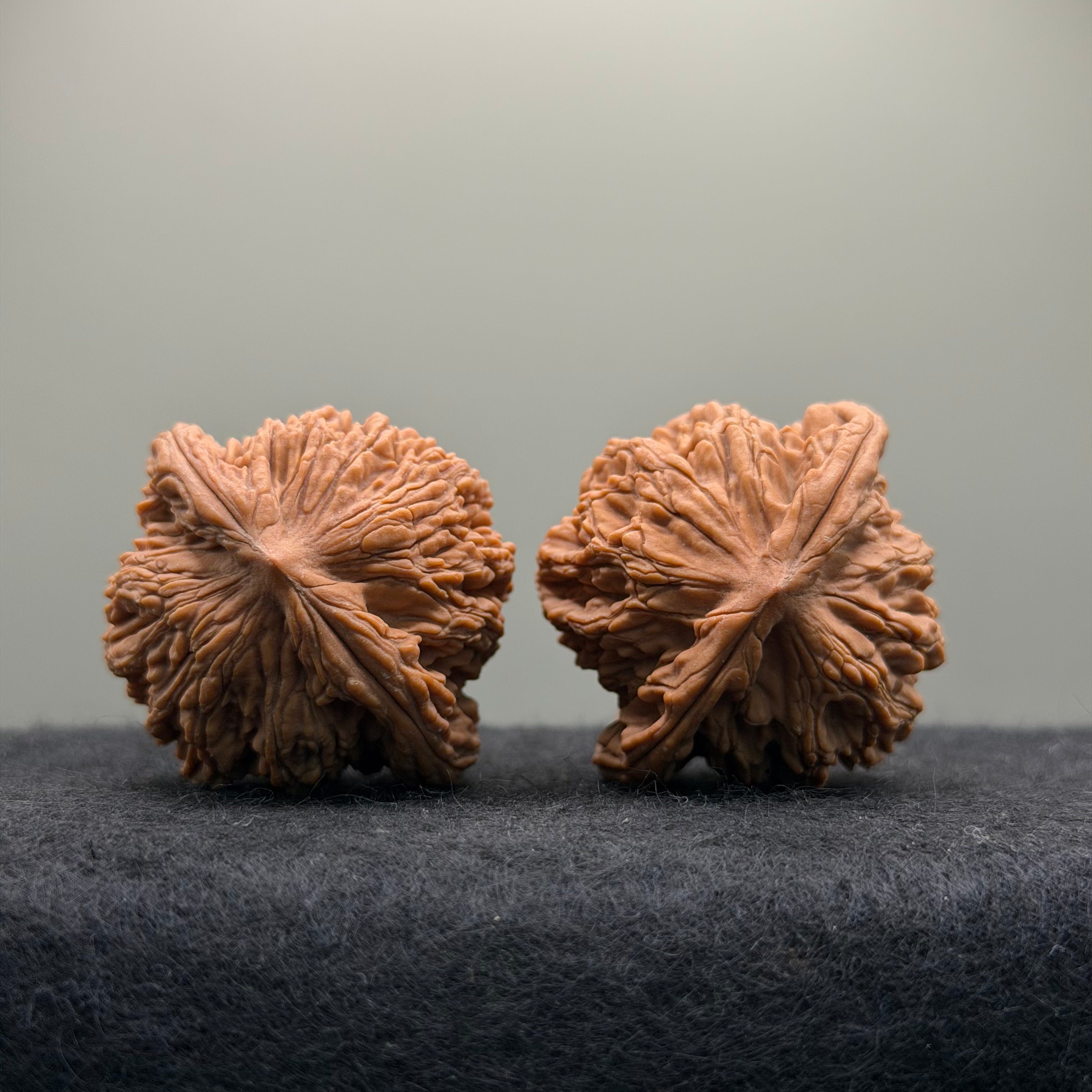 Wheat Ear Tiger Head Wenwan Walnut · 41mm · Natural · Entry Ritual