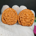 Lotus Tiger Head Wenwan Walnut · 37mm · Natural · Sourcing Pick