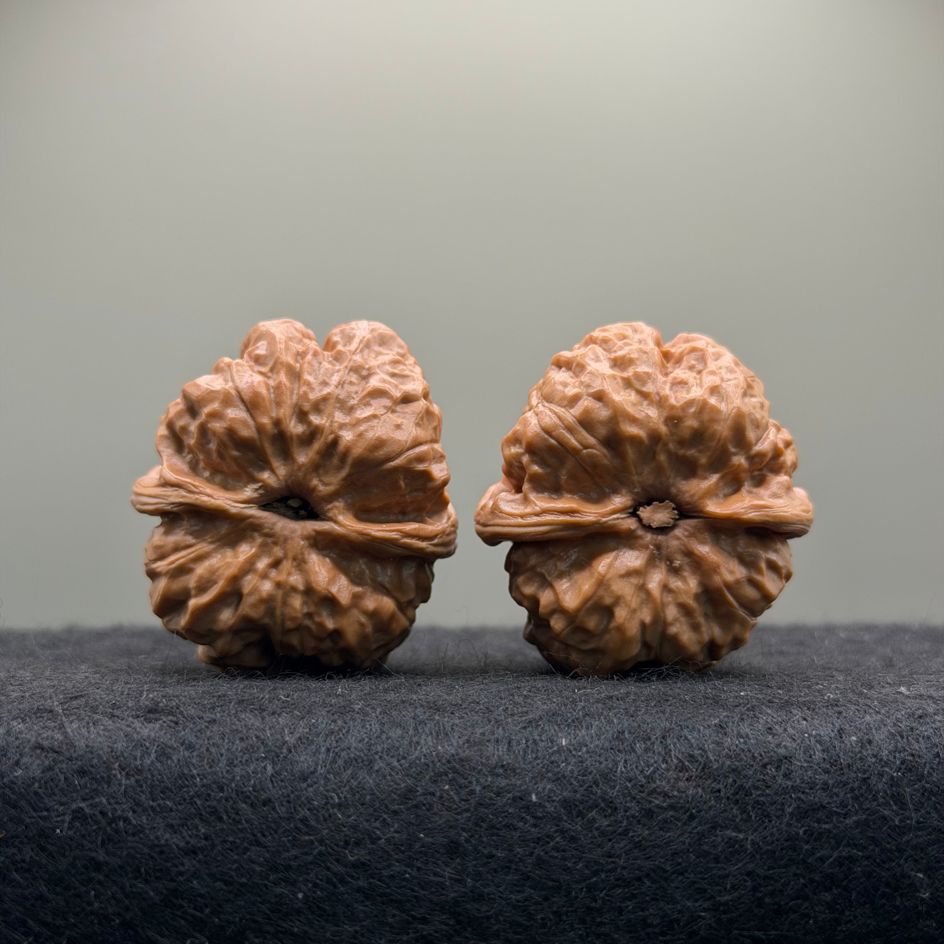 Toad Head Wenwan Walnut · 35mm · Natural · Select Ritual
