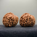 Ox Horn Wenwan Walnut · 42mm · Natural · Collector Ritual