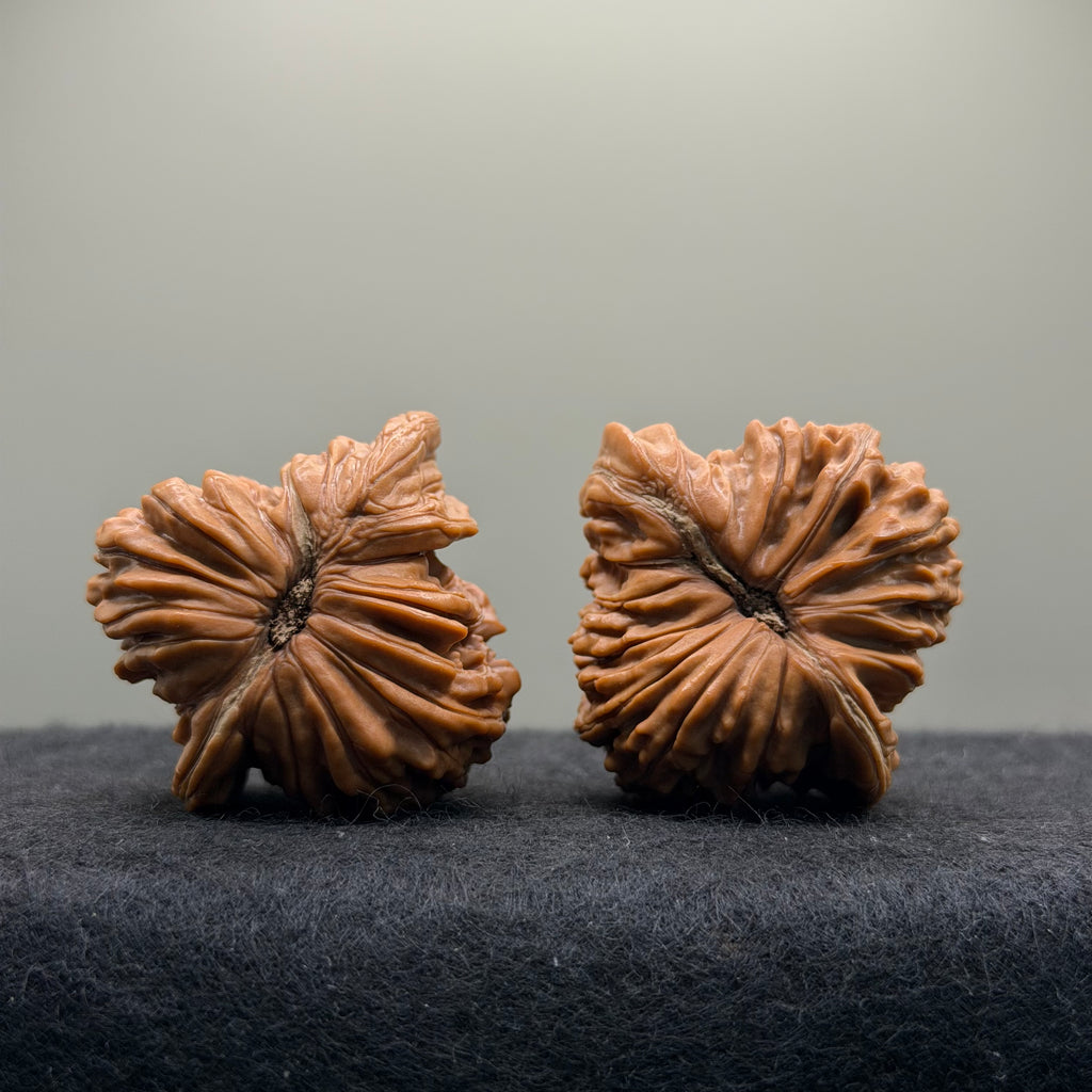 Ox Horn Wenwan Walnut · 42mm · Natural · Collector Ritual