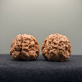 Toad Head Wenwan Walnut · 35mm · Natural · Select Ritual