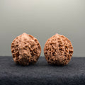 WalnutRitual Exclusive · First Love Wenwan Walnut · 32mm · Natural · Entry Ritual