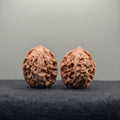 WalnutRitual Exclusive · First Love Wenwan Walnut · 29mm · Natural · Entry Ritual