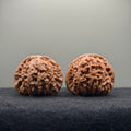 White Lion Wenwan Walnut · 40mm · Natural · Select Ritual