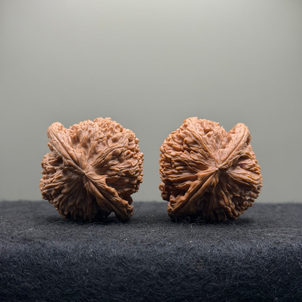 White Lion Wenwan Walnut · 40mm · Natural · Select Ritual