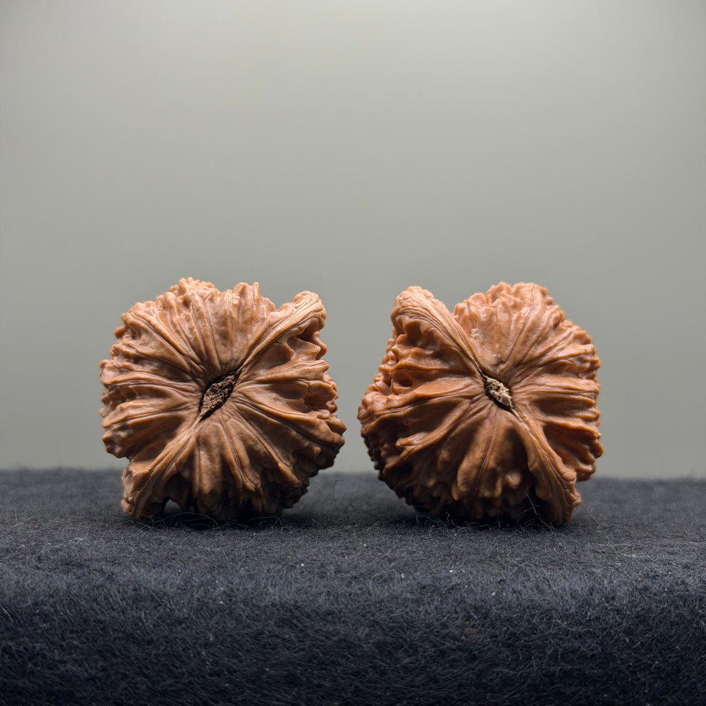 White Lion Wenwan Walnut · 40mm · Natural · Select Ritual