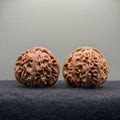 White Lion Wenwan Walnut · 39mm · Natural · Select Ritual