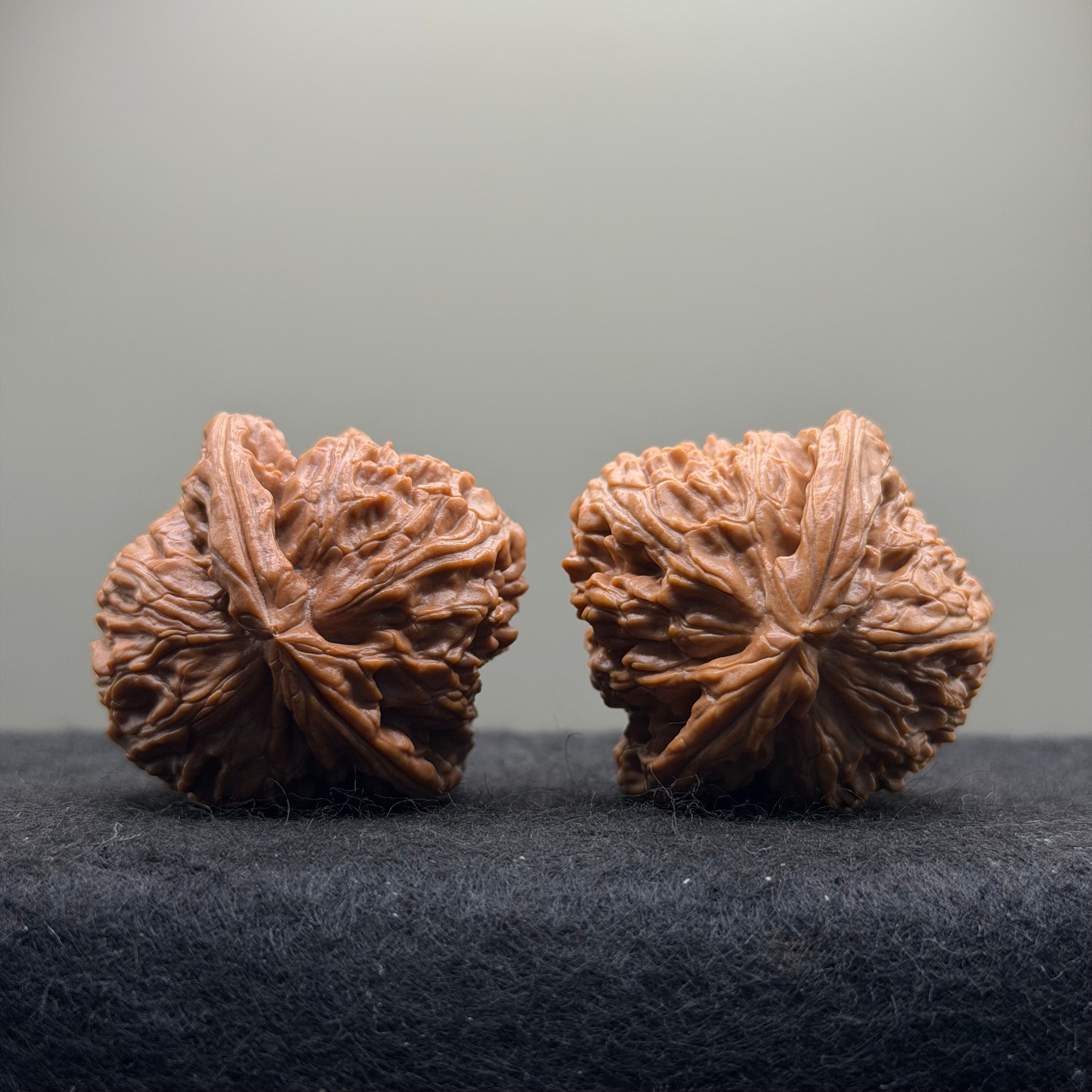 White Lion Wenwan Walnut · 39mm · Natural · Select Ritual