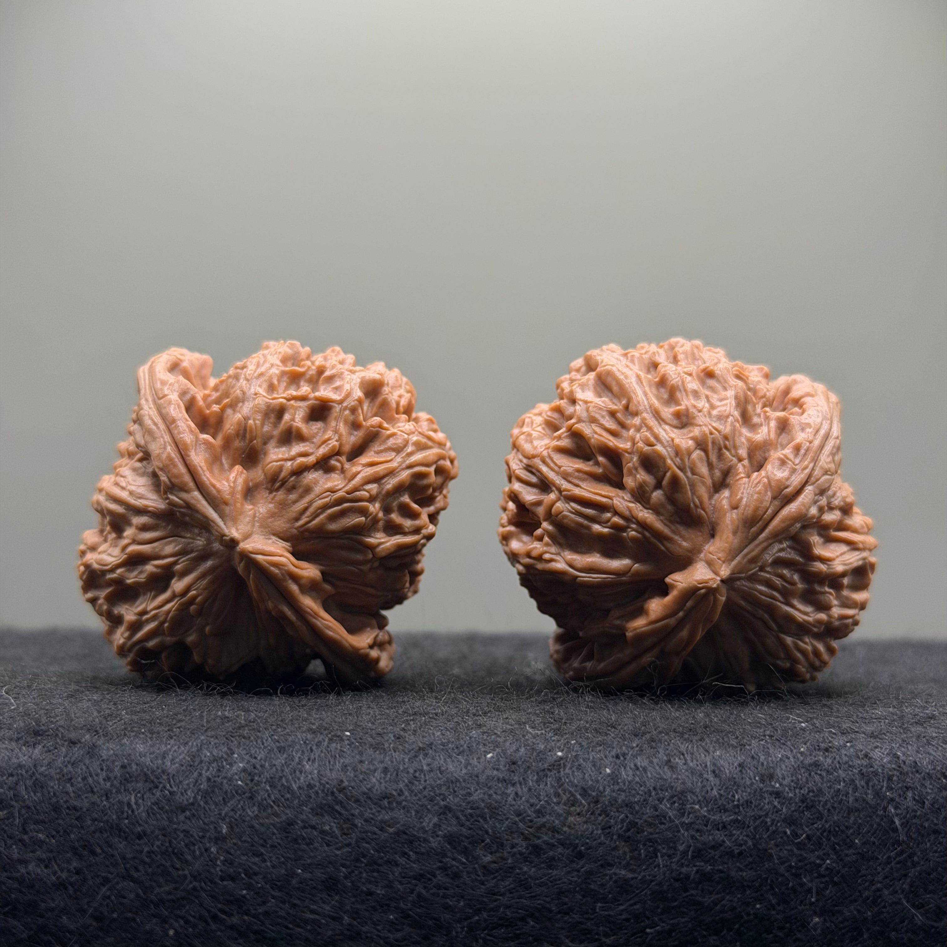 White Lion Wenwan Walnut  · 42mm · Natural · Select Ritual