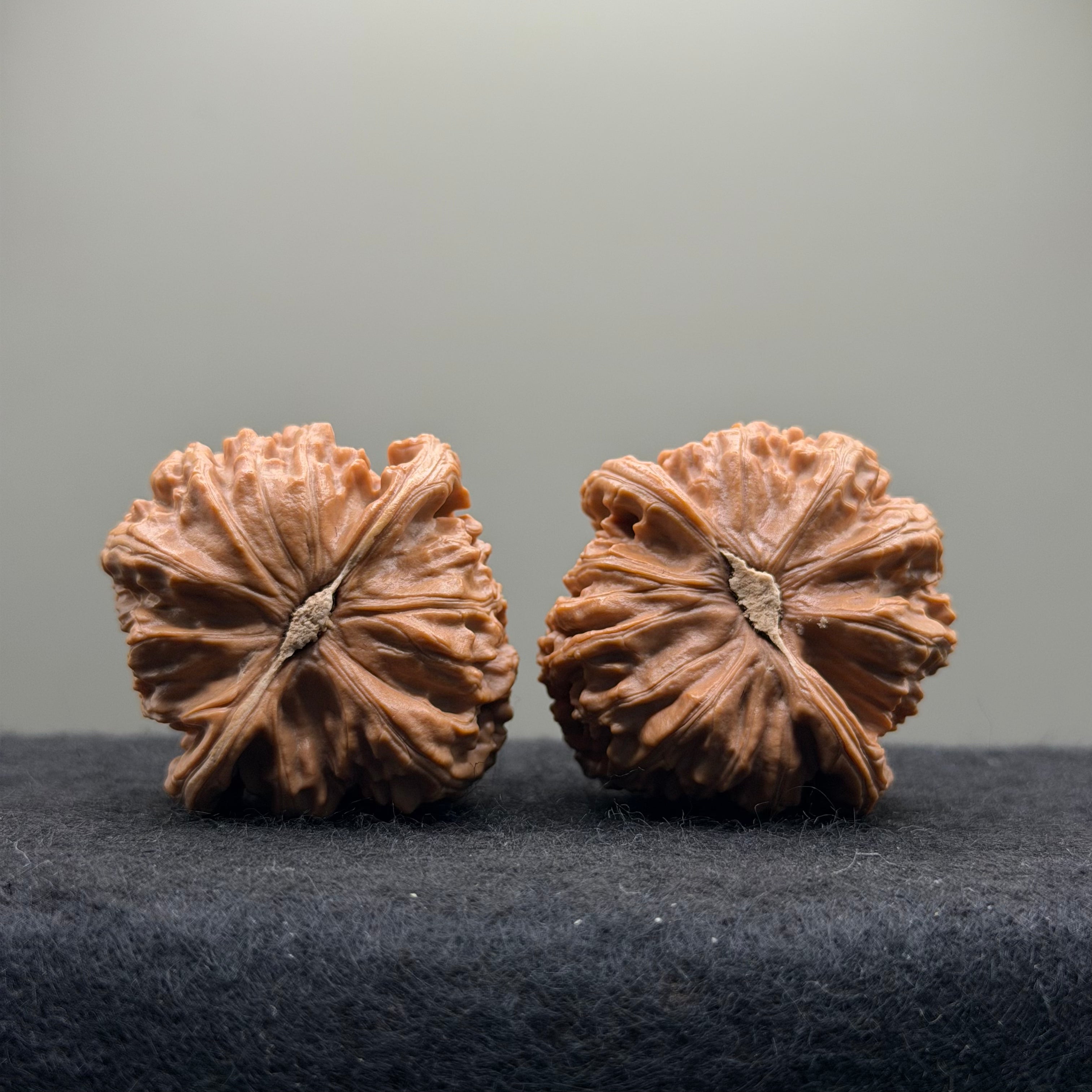 White Lion Wenwan Walnut  · 42mm · Natural · Select Ritual