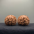 White Lion Wenwan Walnut · 38mm · Select Ritual