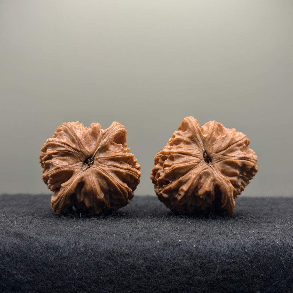 White Lion Wenwan Walnut · 38mm · Select Ritual