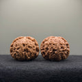 White Lion Wenwan Walnut  · 39mm · Entry Ritual