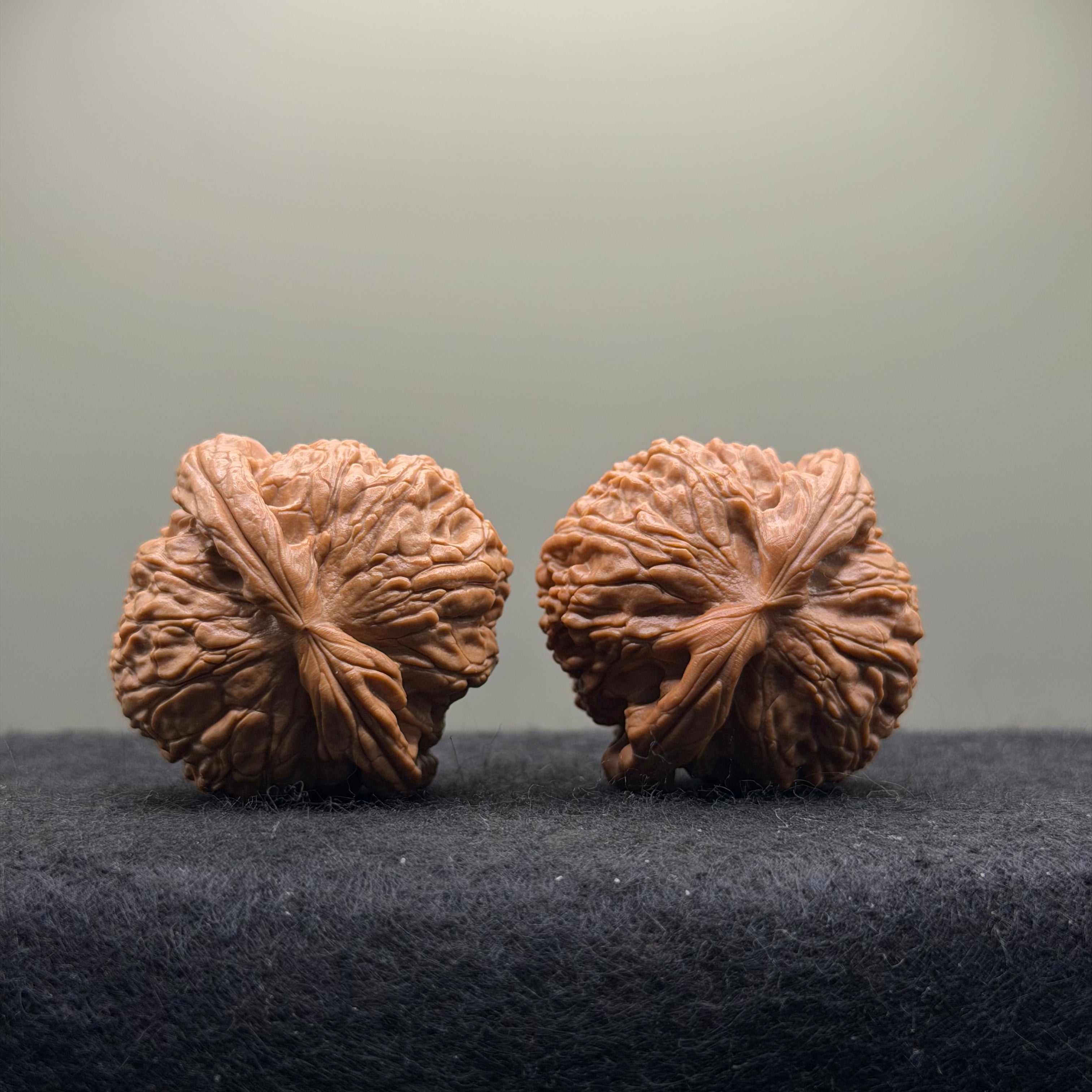 White Lion Wenwan Walnut  · 39mm · Entry Ritual