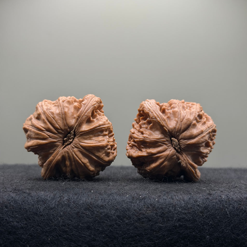 White Lion Wenwan Walnut  · 39mm · Entry Ritual
