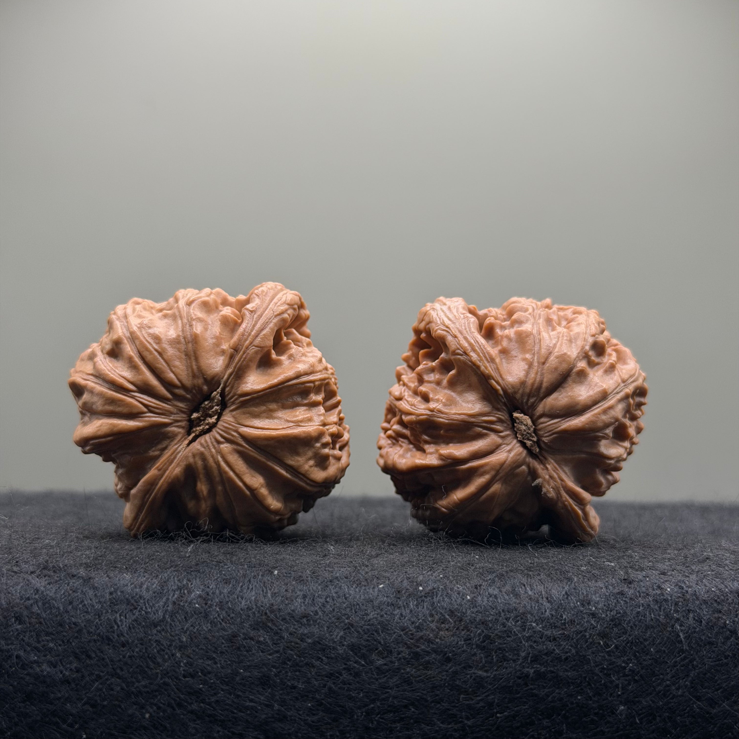 White Lion Wenwan Walnut  · 39mm · Entry Ritual