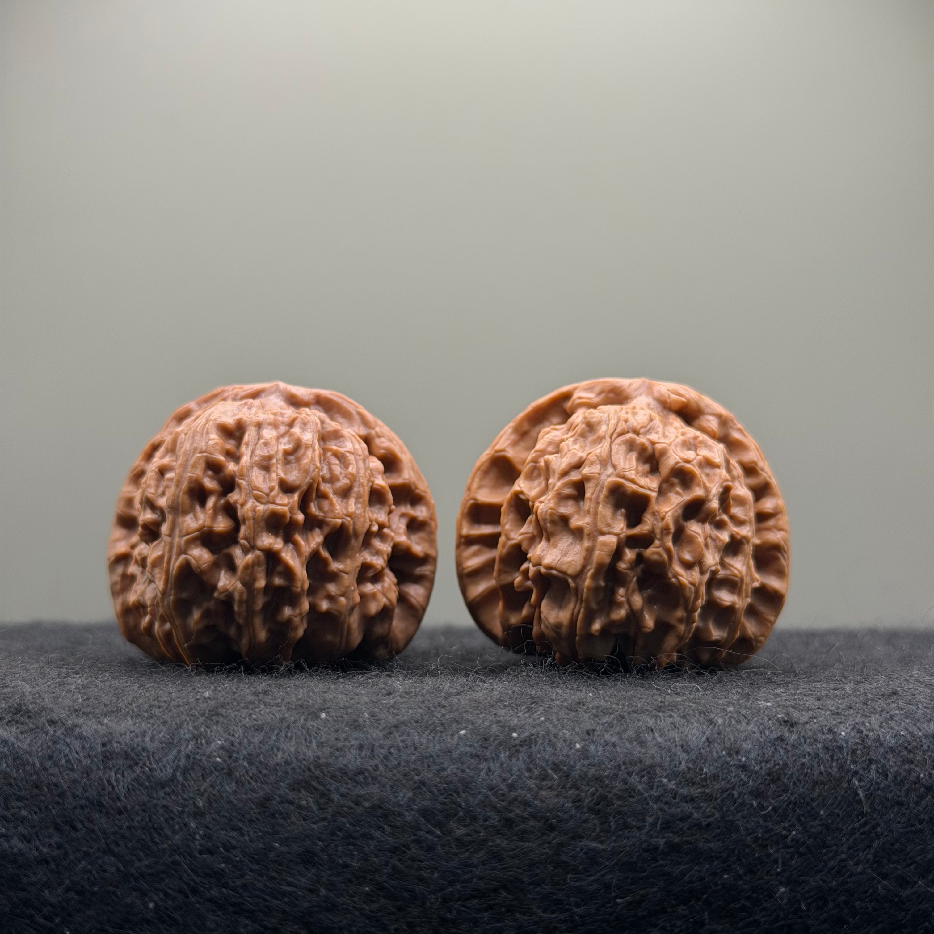 White Lion Wenwan Walnut · 37mm · Select Ritual