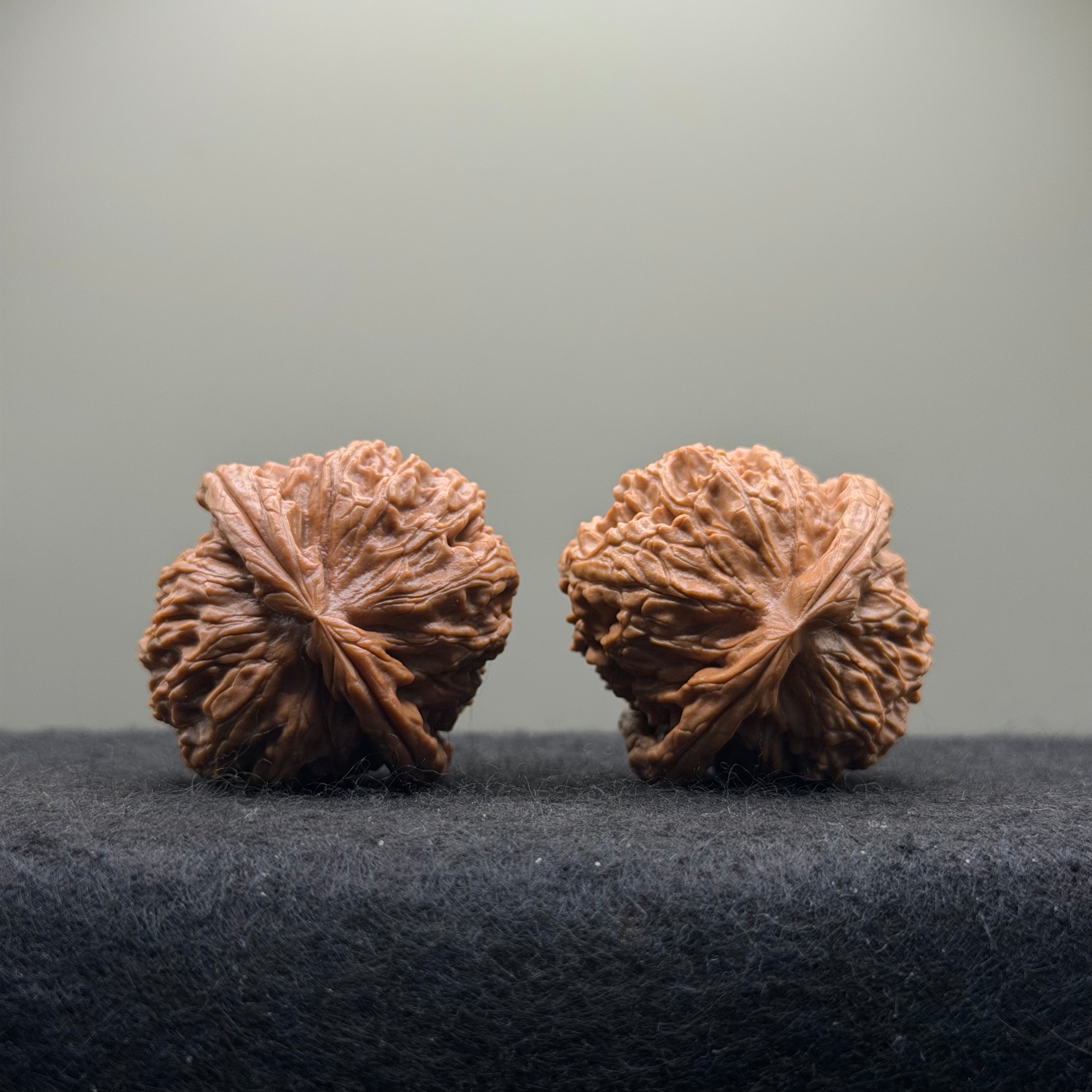 White Lion Wenwan Walnut · 37mm · Select Ritual