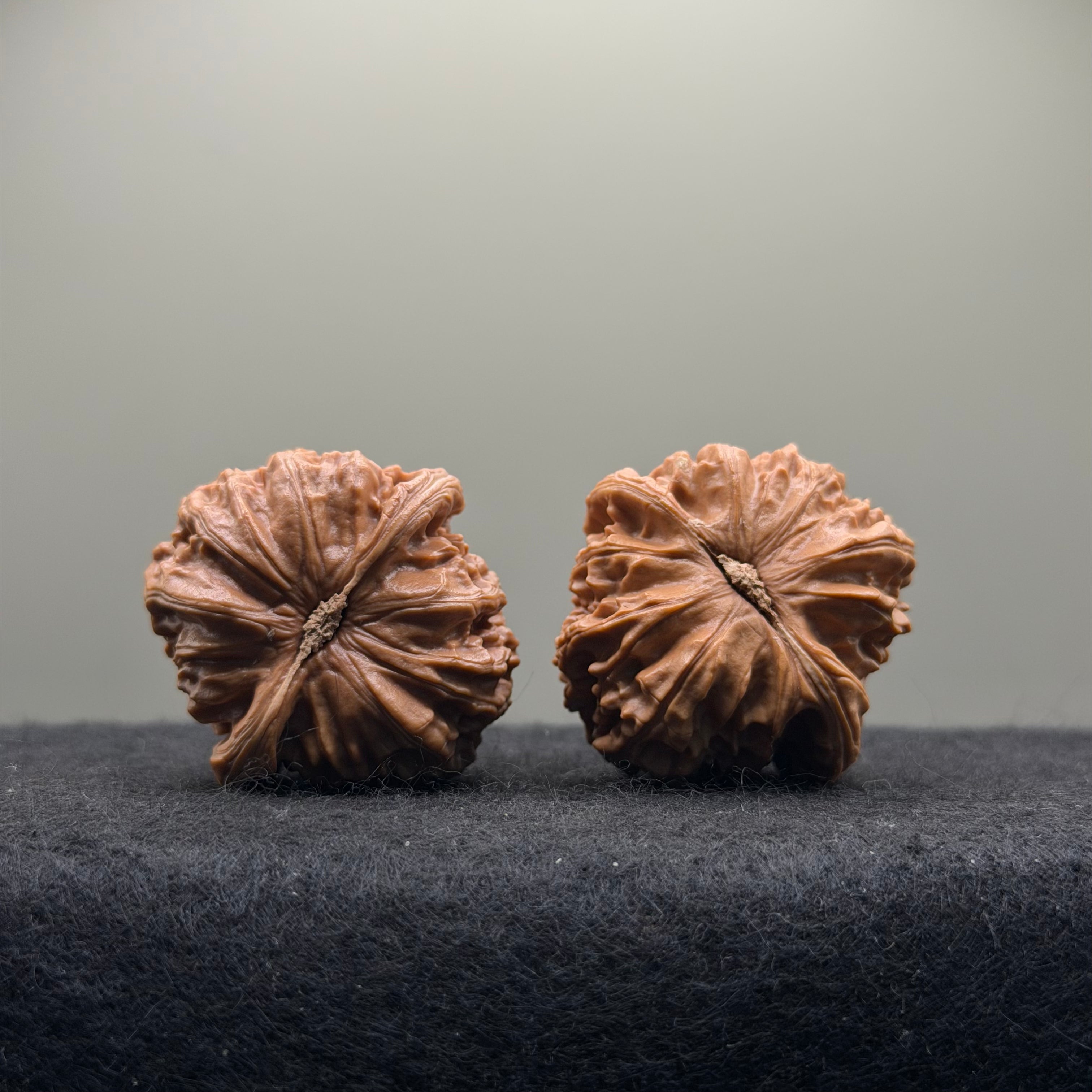 White Lion Wenwan Walnut · 37mm · Select Ritual