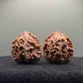 WalnutRitual Exclusive · First Love Wenwan Walnut · 37mm · Natural · Entry Ritual